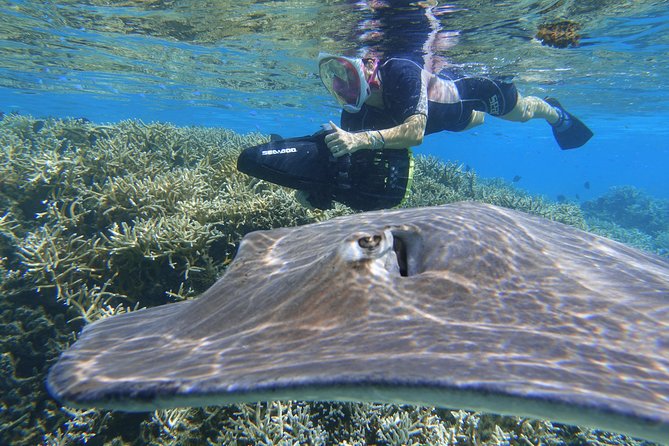 Sea Scooter Jet Snorkeling "Moorea Dream Adventure" - What the coral gardens are like