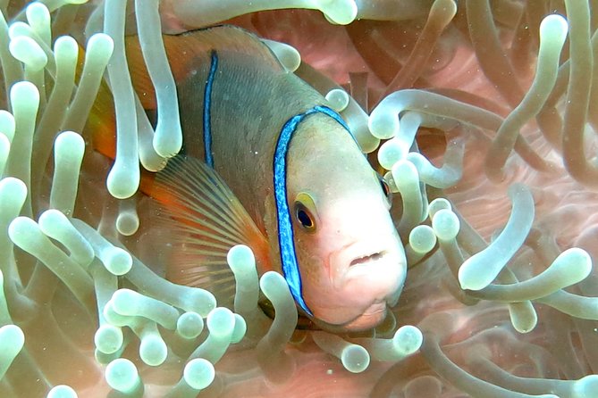 Sea Scooter Jet Snorkeling "Moorea Dream Adventure" - Guides, captains, and the level of supervision