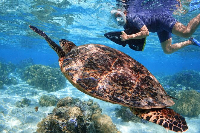 Sea Scooter Jet snorkeling "Moorea Reef Adventure" - Gliding over Moorea’s coral gardens