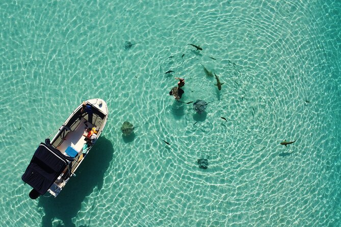 Sea Scooter Jet snorkeling "Moorea Reef Adventure" - Is $112.96 a fair price?