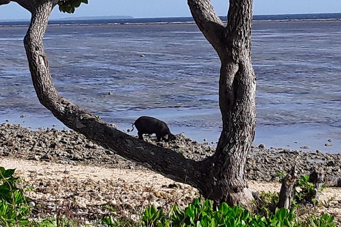 See Hear and Experience Full Island tour - Royal Tonga around Nuku’alofa