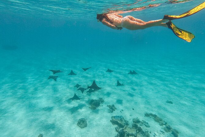 SHARED FULL DAY CULTURAL & LAGOON TOUR - Bora Bora Cultural Lagoon Tour - Coral gardens and the underwater side of Bora Bora