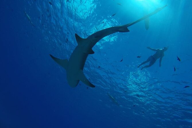 SHARED HALF DAY LAGOON TOUR - Bora Bora Cultural Lagoon Tour - Coral gardens and a life-size aquarium