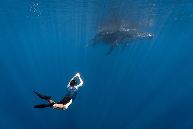 Shared Whale Expedition - Key points at a glance