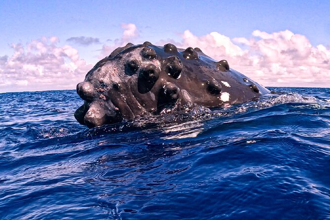 Shared Whale Expedition - What else you might see