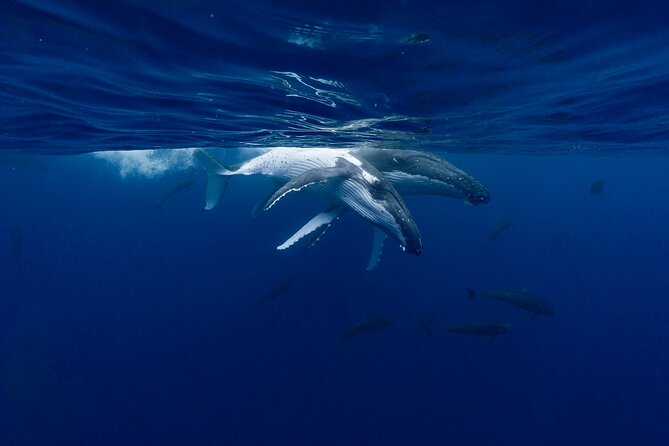 Shared Whale Expedition - Why six people changes the experience