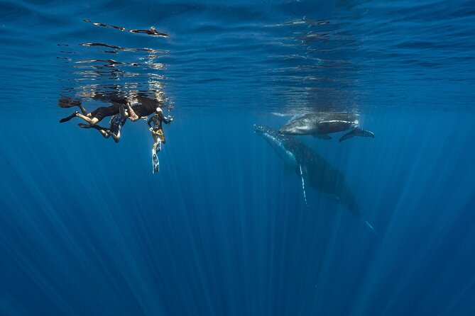 Shared Whale Expedition - Entering the water with the whales