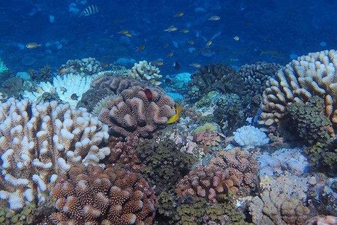 Small group snorkeling (5 people max): Turtles at 7:30am - Captain Benoit’s role in the experience