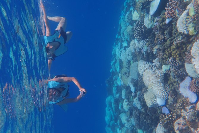 Small group snorkeling (5 people max): Turtles at 7:30am - Photos included after the tour