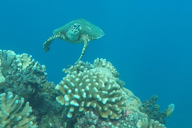 Small group snorkeling (5 people max): Turtles at 7:30am - Who should book this morning outing?