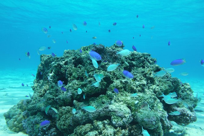 Small group snorkeling (5 people max): wrecks & tropical fishes at 1:00pm - Coral gardens and tropical fish