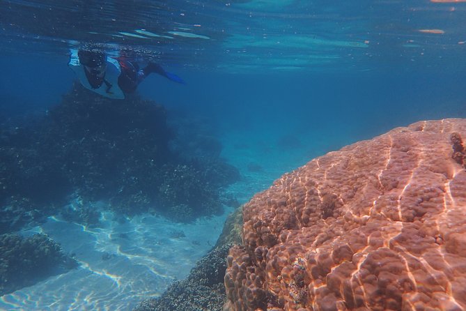 Small group snorkeling (5 people max): wrecks & tropical fishes at 10:30am - Captain Benoit’s hands-on guiding