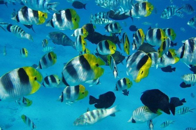 Small group snorkeling (5 people max): wrecks & tropical fishes at 10:30am - When weather changes the plan