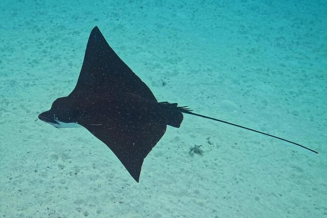 Snorkeling EN Small Group Tour in Tahiti - Faa’a and the eagle rays