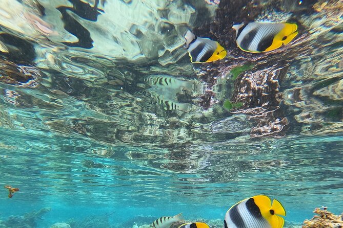 Snorkeling EN Small Group Tour in Tahiti - Equipment, snacks, and comfort on the water