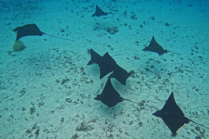 Snorkeling EN Underwater Scooter in Tahiti - A route shaped by weather and your interests