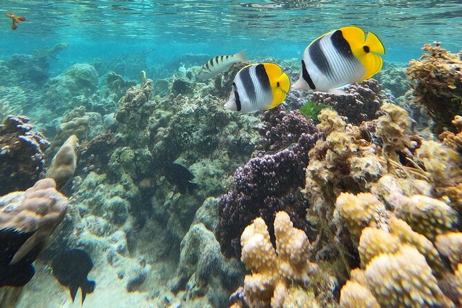 Snorkeling EN Underwater Scooter in Tahiti - What is included for the $168.83 price