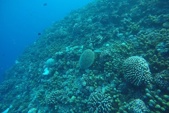 Snorkeling EN Underwater Scooter in Tahiti - Who will enjoy this most