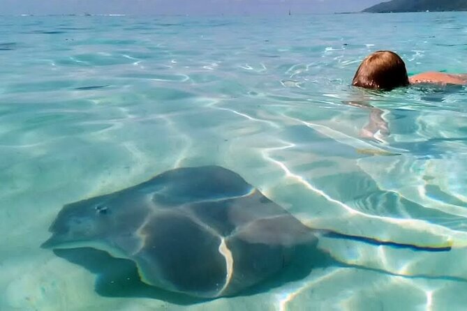 Snorkeling excursion and encounter with marine fauna in Moorea - Rays, turtles, sharks, and the luck factor