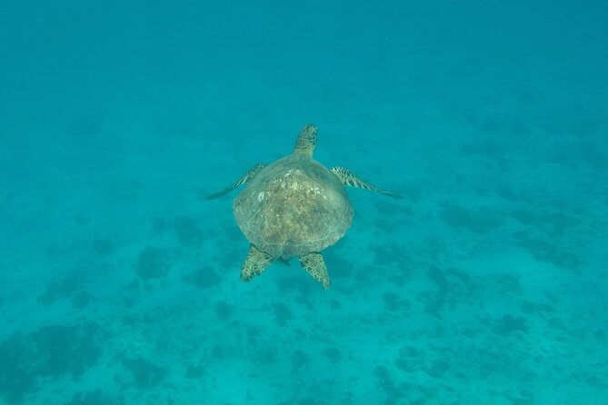 Snorkeling excursion and encounter with marine fauna in Moorea - Is $131.18 good value?