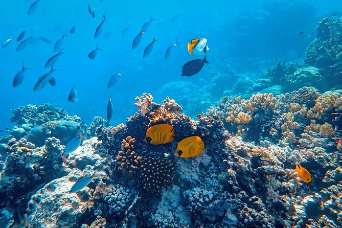 Snorkeling immersion in the wonders of Tahiti - From the InterContinental Tahiti Resort to the lagoon