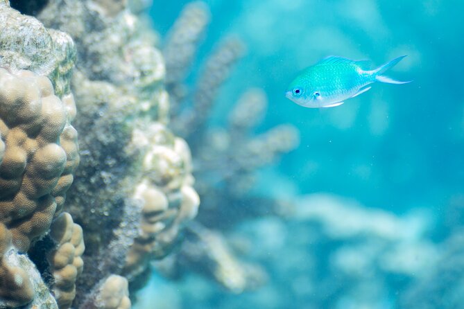 Snorkeling immersion in the wonders of Tahiti - A short boat ride into Tahiti’s clear water