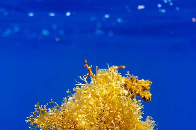 Snorkeling picnic in 4h30 with lunch in Tahiti - A four-and-a-half-hour tour with a lot packed in