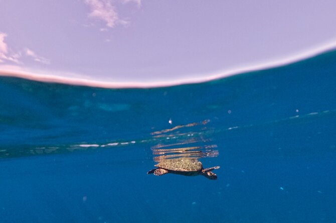 Snorkeling picnic in 4h30 with lunch in Tahiti - Coral gardens, freshwater springs, and possible turtles