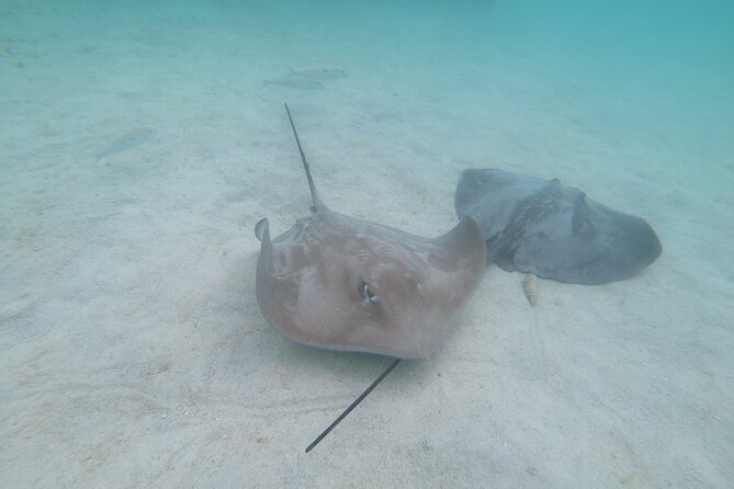 Snorkeling picnic in 4h30 with lunch in Tahiti - What lunch, drinks, and the crew add
