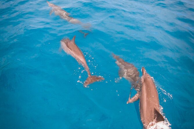 Snorkeling picnic in 4h30 with lunch in Tahiti - Looking for spinning dolphins above the waves