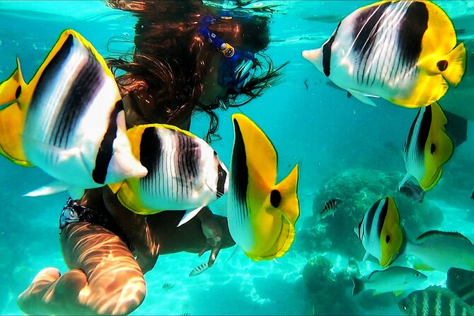 Snorkeling Tour in Moorea Aquatic Adventure Half Day - Coral, tropical fish, rays, and reef sharks