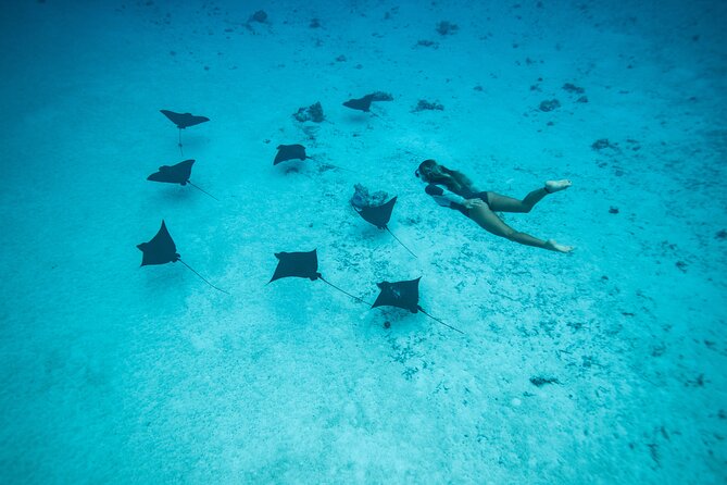 Snorkeling Tour in Moorea Aquatic Adventure Half Day - Is $182.20 a fair price?