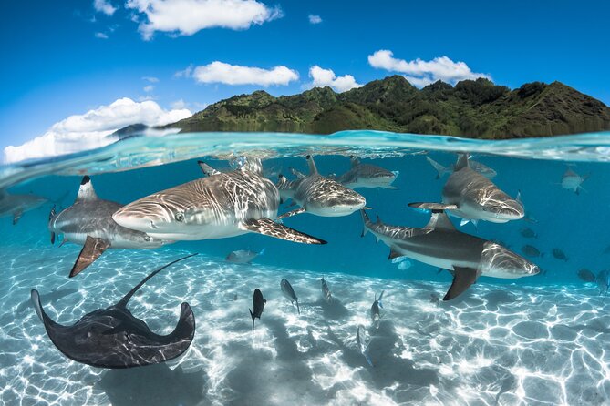 Snorkeling Tour in Moorea Aquatic Adventure Half Day - Who will enjoy this tour most