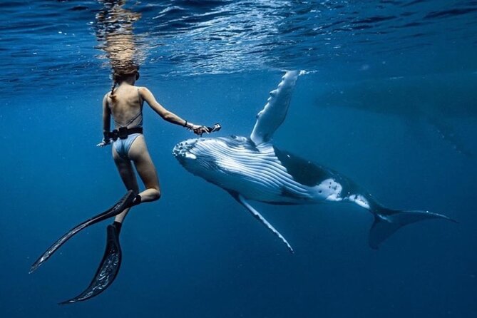 Swim in Moorea with Humpback Whales and More - Why Moorea is a special place for whale watching