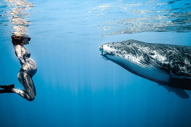 Swim in Moorea with Humpback Whales and More - When you can enter the water with whales