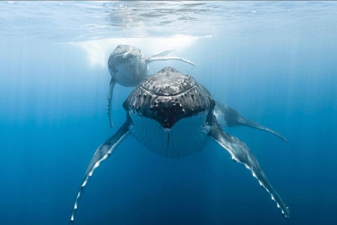 Swim in Moorea with Humpback Whales and More - What Robert and Mareva add to the outing