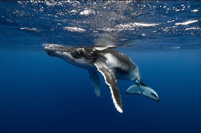 Swim in Moorea with Humpback Whales and More - Snorkeling equipment and what to bring