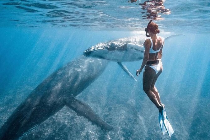 Swim in Moorea with Humpback Whales and More - Is $412.98 a fair price?