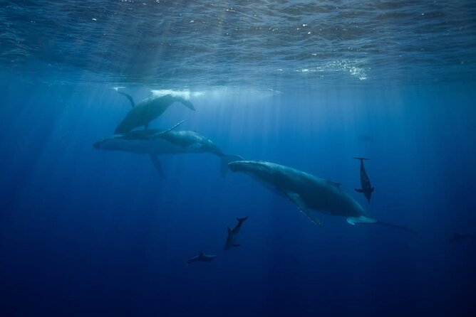 Swim in Moorea with Humpback Whales and More - Why the limited season affects planning