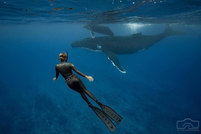 Swim in Moorea with Humpback Whales and More - Who will enjoy this Moorea whale tour
