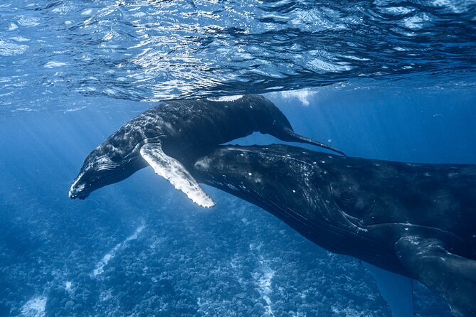 Swim in Moorea with Humpback Whales and More - A four-hour search for whales and other marine life