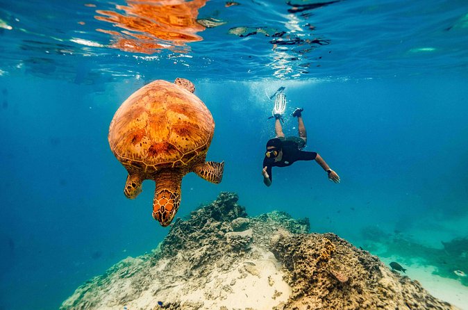 Swim With The Turtles Rarotonga - Who Should Book This Rarotonga Snorkel Tour?