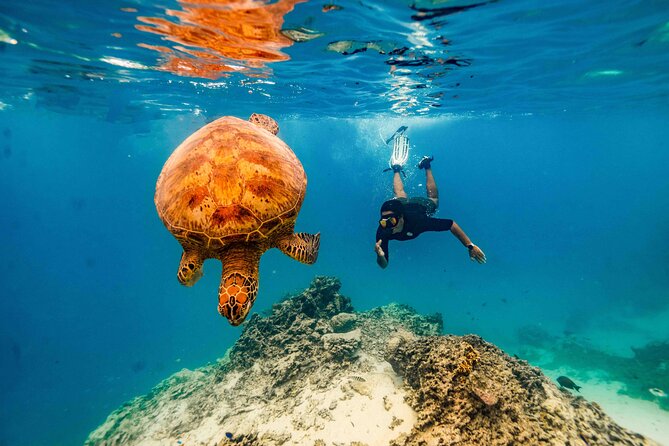 Swim With The Turtles Rarotonga - Weather, Cancellations, and Planning Tips