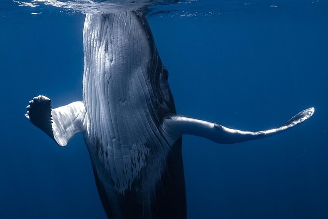 Swimming with Whales in Moorea (Half Day tour) - Guides, captains, and how the crew handles the sea