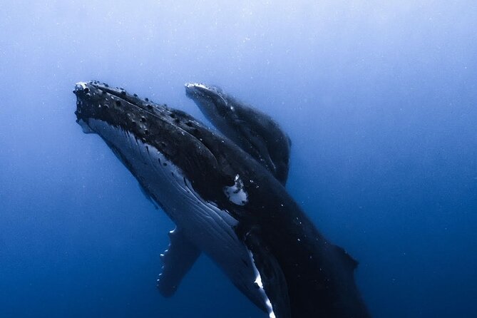 Swimming with Whales in Moorea (Half Day tour) - Life jackets, wetsuits, and what to bring