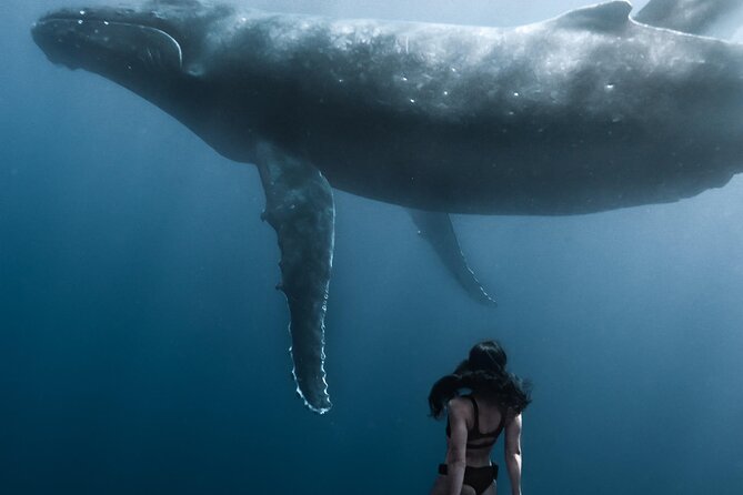 Swimming with Whales in Moorea (Half Day tour) - The best and worst weather scenarios