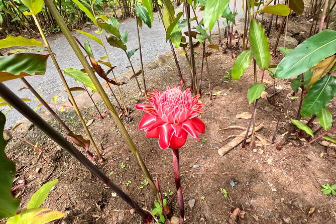 Taha'a Island or Raiatea Boat Tour - Stop 4: Iaorana Pearl Farm