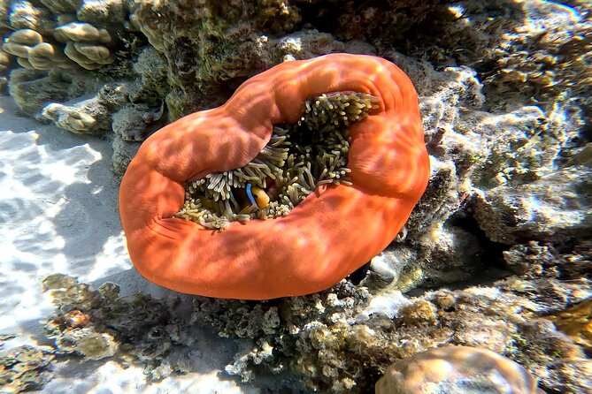 Tahaa Excursion in Electric Paddle Snorkeling Coral Garden - Who should choose this Taha’a excursion?