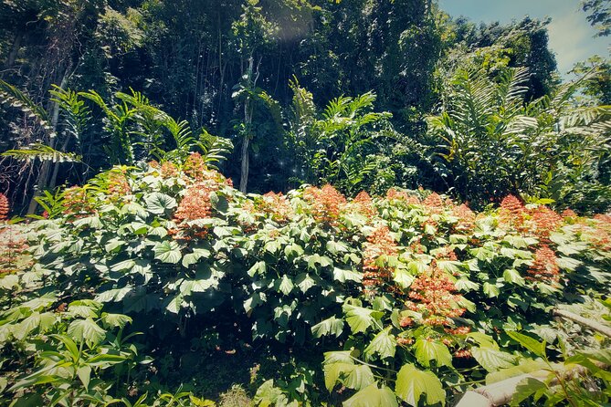 Tahiti Half Day Coastal Private Tour - Vaipahi Water Gardens and Tahiti’s plant life