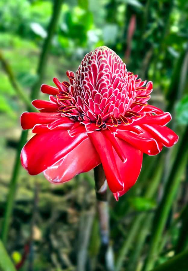 Tahiti Half Day Small Group Circle Tour - Waterfalls & Caves - Why this half-day drive works so well
